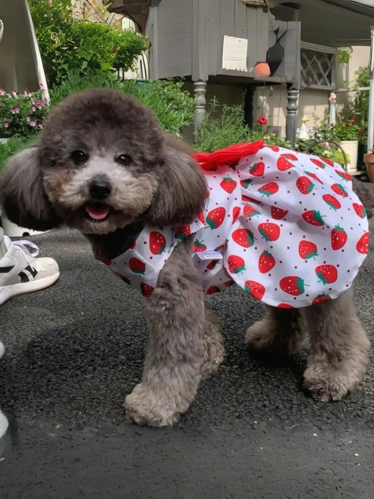 Cute Printed Bow Summer Dog Dress